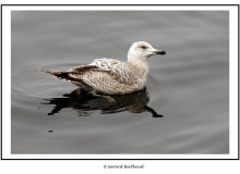 Mouette