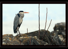 Heron cendre
