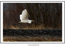 Grand aigrette