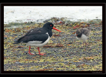 Huitrier pie et son petit