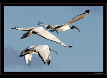 Ibis sacre