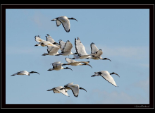 Ibis sacre