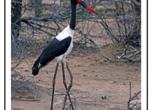 Jabiru d'Afrique