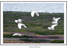 Aigrette