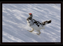 Perdrix des neige