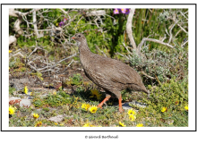 Francolin