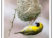 Tisserin jaune