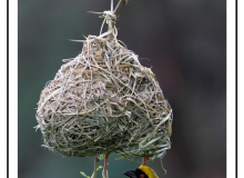 Tisserin jaune