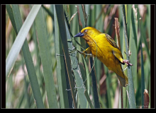 Tisserin jaune