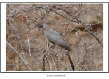 Touraco concolor