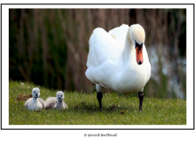 Cygne
