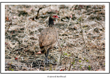 Francolin de Swainson