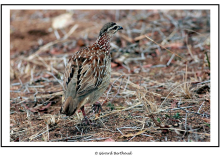 Francolin