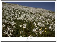 Le chemin des Narcisses