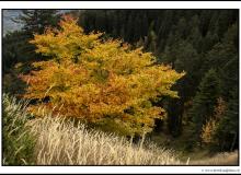 Automne