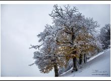 Les premiers signes de l'hiver