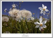 LE CHEMIN DES NARCISSES