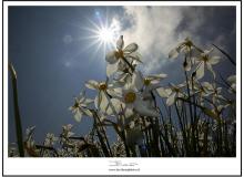 Chemin des Narcisses