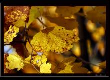 Ambiance automnale