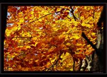 Ambiance automnale