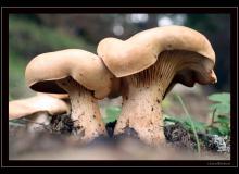 Champignon