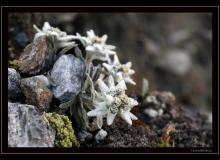 Edelweiss