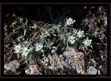 Edelweiss