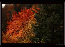 Ambiance d'automne