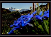 Dents Blanche-Cervin-Dent d'Herens