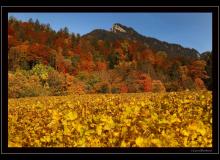 Couleur automnale dans la region d'Yvorne