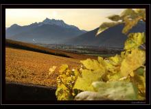 Couleur automnale dans la region d'Yvorne