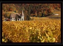 Couleur automnale dans la region d'Yvorne