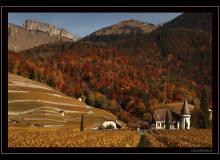 Couleur automnale dans la region d'Yvorne