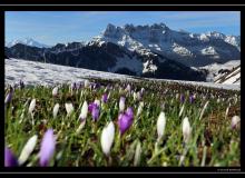 Dents du Midi