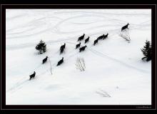 Chamois
