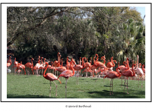 FLAMAND ROSE