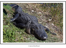 EVERGLADES - FLORIDE