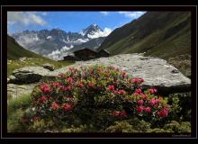 Vallon des Planards (VS)