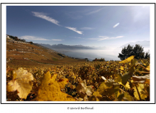 PROMENADE DANS LE LAVAUX