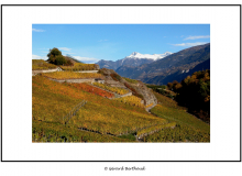 Le vignoble valaisan entre Sion et Sierre