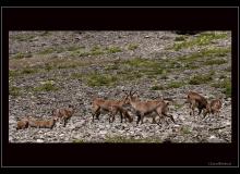 Etagnes avec petits