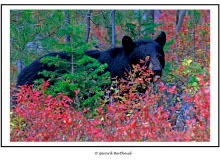 YELLOWSTONE (USA)