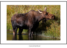 GRAND TETON NATIONAL PARK (USA)