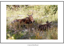 GRAND TETON NATIONAL PARK(USA)