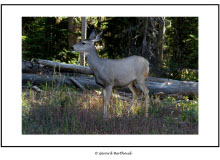 YELLOWSTONE (USA)