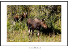 GRAND TETON NATIONAL PARK (USA)