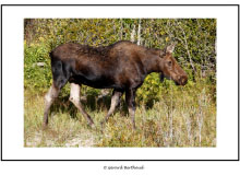 GRAND TETON NATIONAL PARK (USA)