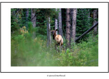 YELLOWSTONE (USA)