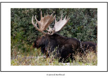 GRAND TETON NATIONAL PARK (USA)