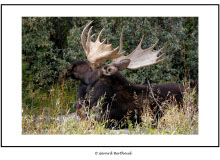 GRAND TETON NATIONAL PARK (USA)